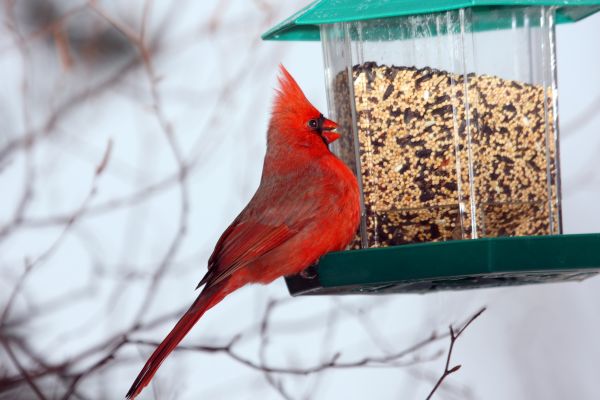 Bird Feeder Hanging Service